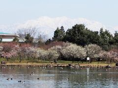 �x�R�������A�����̔~�̎ʐ^1