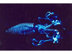 �z�^���C�J�W�̎ʐ^1