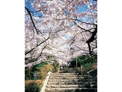 ���H�R�����̍��̎ʐ^1