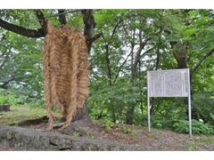 ���̑��炶�̎ʐ^1