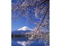 �x�m�E�͌��΁@������Ղ�̎ʐ^1