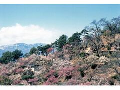 �s�V���̔~�̎ʐ^1