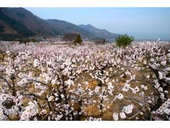 ���񂸂܂�̎ʐ^1