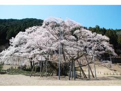 �����J�W�n�U�N���̎ʐ^1