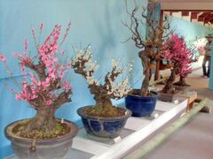 ���ɂ��ݖ~�~�W�̎ʐ^1