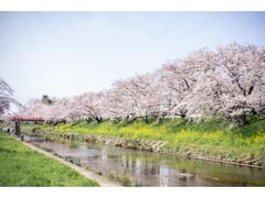 �V�����̍����؂̎ʐ^1