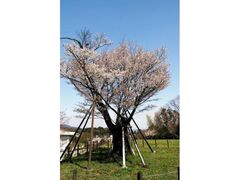 �R�m��̃T�N���̎ʐ^1