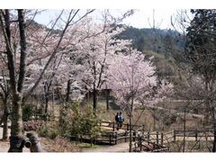 ���R�X�ь������ēc������̐X�̍��̎ʐ^1