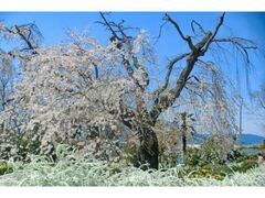 �b�ߋ��@�y�X�����̃V�_���U�N���̎ʐ^1