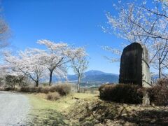 ���S�I�̉��̃T�N���̎ʐ^1