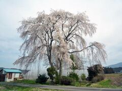 �g�c��o�˂̃V�_���U�N���̎ʐ^1