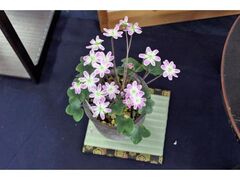 �ኄ���W�̎ʐ^1