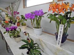 �O���s�������y�����@�m���W�̎ʐ^1