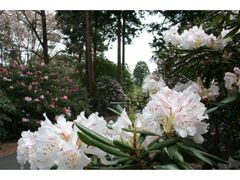 ���̋��@���Ⴍ�Ȃ��̐X�̎ʐ^1