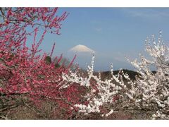 ��{�R�����̔~�̎ʐ^1