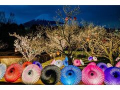 ixmR@܂邲Ɗ{R̎ʐ^1