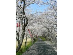 �s�c�����̌����̎ʐ^1