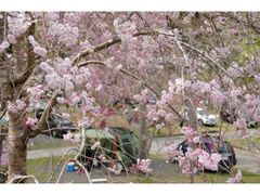 �Ȃ炱���̗��L�����v��̍��̎ʐ^1