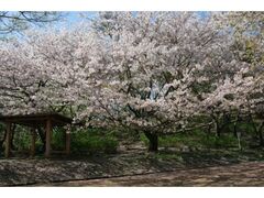 ���юR�̍��̎ʐ^1