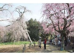 �@�򎛂̃V�_���U�N���̎ʐ^1