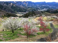 �ɓ��������~�є~�܂�̎ʐ^1