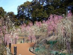 ���p�_�Д~���@�~�܂�̎ʐ^1