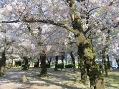 �ߕ��������܂�̎ʐ^1