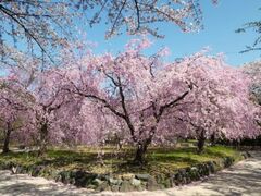 �t�̉؂܂�`�i�m�n�i�E�T�N���`�̎ʐ^1