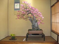 ��{�~�~�W�̎ʐ^1