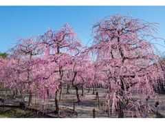 Ȃ΂Ȃ̗@Ԃ܂̎ʐ^1