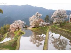 �O���C�̍��̎ʐ^1