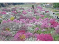 ���Ȃה~�܂�̎ʐ^1