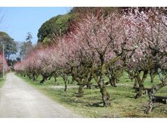 �t�̖K���������~�т̎ʐ^1