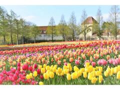 ����_�ƌ����u���[���̋u�@�؂̉ԁA�`���[���b�v�̎ʐ^1