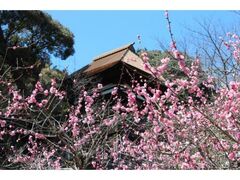 �ΎR���̔~�̎ʐ^1