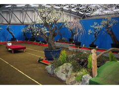 ��43��@���̗� �~�~�W�̎ʐ^1