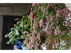 ��ʎ��n���؁i�����сj�W�̎ʐ^1