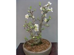 �|���U�ƒ|�H�|��i�W�̎ʐ^1