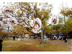 �V�����܂�̎ʐ^1