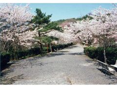 ���������̍��̎ʐ^1