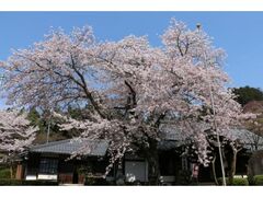 �@�؎��̍��ƃ~�c�o�c�c�W�̎ʐ^1