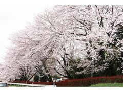 �}���̍��̎ʐ^1