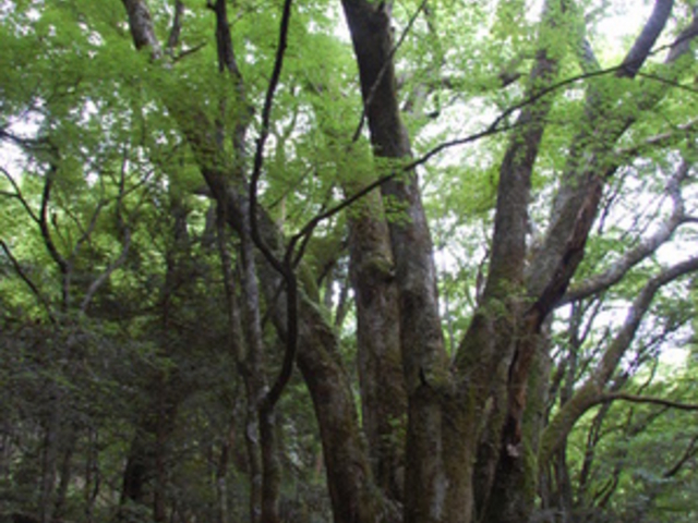 hii-hi����̏C�P���̌j�̓��e�ʐ^1