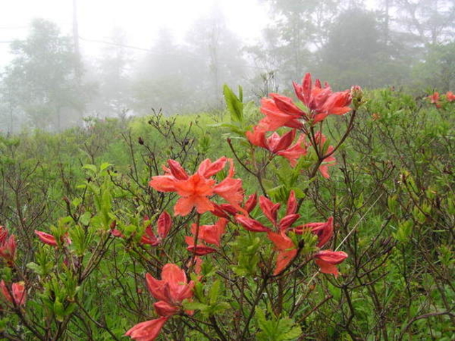 FOREST̊×R̃QccW̓eʐ^1