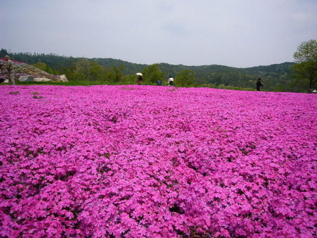 Flower village 花夢の里】アクセス・営業時間・料金情報 - じゃらんnet