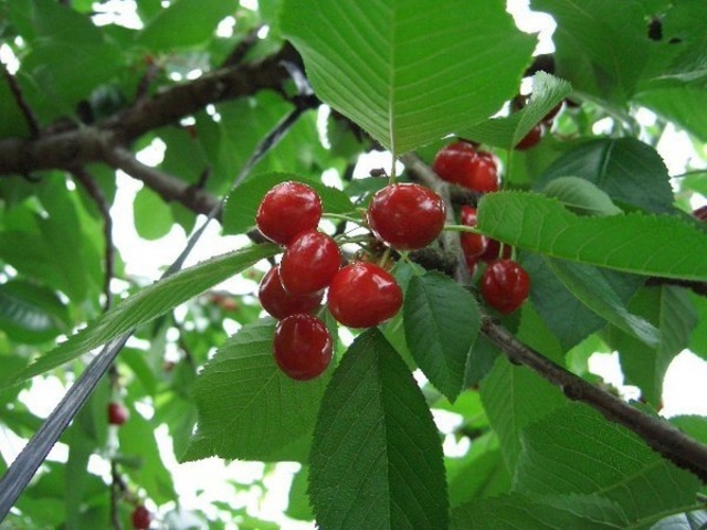 �������ڎ��