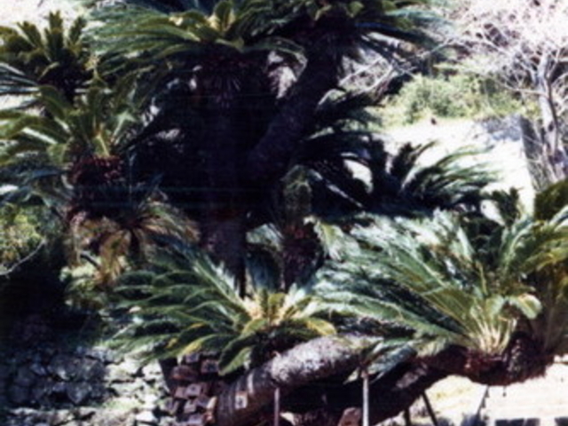 Ob`[̒̉Ỹ\ecQ̓eʐ^1