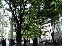 FOREST̓ۃtH[ւ̓eʐ^1