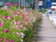 {ԉ@zeʔṼRXXX̓eʐ^1