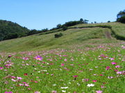 {ԉ@zeʔV̓Rq̑RXX̓eʐ^1